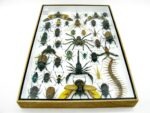 Echte exotische Insekten - Einzelstück - im 3D XL-Schaukasten - Wandbild 3-A-XL-19 – Bild 11