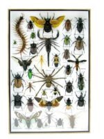 Echte exotische Insekten - Einzelstück - im 3D XL-Schaukasten - Wandbild 4-A-XL-20 – Bild 2