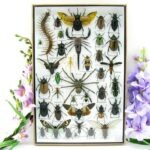 Echte exotische Insekten - Einzelstück - im 3D XL-Schaukasten - Wandbild 4-A-XL-20