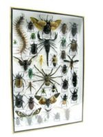 Echte exotische Insekten - Einzelstück - im 3D XL-Schaukasten - Wandbild 4-A-XL-20 – Bild 3