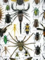 Echte exotische Insekten - Einzelstück - im 3D XL-Schaukasten - Wandbild 4-A-XL-20 – Bild 5