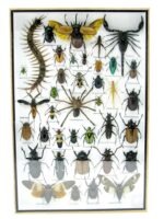 Echte exotische Insekten - Einzelstück - im 3D XL-Schaukasten - Wandbild 5-A-XL-21 – Bild 2