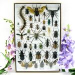 Echte exotische Insekten - Einzelstück - im 3D XL-Schaukasten - Wandbild 5-A-XL-21