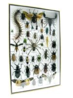 Echte exotische Insekten - Einzelstück - im 3D XL-Schaukasten - Wandbild 5-A-XL-21 – Bild 3