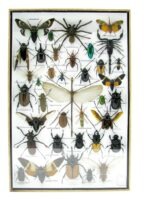 Echte exotische Insekten - Einzelstück - im 3D XL-Schaukasten - Wandbild 3-A-XL-22 – Bild 2