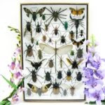 Echte exotische Insekten - Einzelstück - im 3D XL-Schaukasten - Wandbild 3-A-XL-22