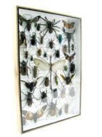 Echte exotische Insekten - Einzelstück - im 3D XL-Schaukasten - Wandbild 3-A-XL-22 – Bild 3
