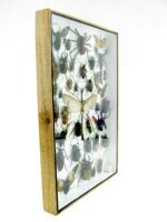 Echte exotische Insekten - Einzelstück - im 3D XL-Schaukasten - Wandbild 3-A-XL-22 – Bild 4