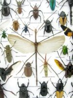 Echte exotische Insekten - Einzelstück - im 3D XL-Schaukasten - Wandbild 3-A-XL-22 – Bild 5