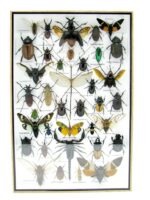 Echte exotische Insekten - Einzelstück - im 3D XL-Schaukasten - Wandbild 1-A-XL-23 – Bild 2