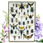 Echte exotische Insekten - Einzelstück - im 3D XL-Schaukasten - Wandbild 1-A-XL-23