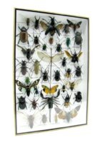 Echte exotische Insekten - Einzelstück - im 3D XL-Schaukasten - Wandbild 1-A-XL-23 – Bild 3