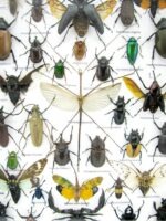 Echte exotische Insekten - Einzelstück - im 3D XL-Schaukasten - Wandbild 1-A-XL-23 – Bild 5