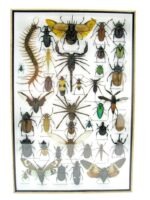 Echte exotische Insekten - Einzelstück - im 3D XL-Schaukasten - Wandbild 6-A-XL-24 – Bild 2