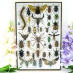 Echte exotische Insekten - Einzelstück - im 3D XL-Schaukasten - Wandbild 6-A-XL-24