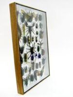 Echte exotische Insekten - Einzelstück - im 3D XL-Schaukasten - Wandbild 6-A-XL-24 – Bild 3