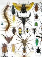 Echte exotische Insekten - Einzelstück - im 3D XL-Schaukasten - Wandbild 6-A-XL-24 – Bild 4