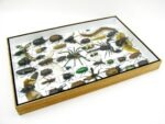 Echte exotische Insekten - Einzelstück - im 3D XL-Schaukasten - Wandbild 6-A-XL-24 – Bild 7