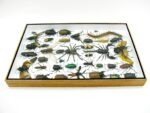 Echte exotische Insekten - Einzelstück - im 3D XL-Schaukasten - Wandbild 6-A-XL-24 – Bild 8
