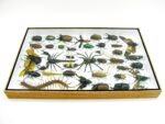 Echte exotische Insekten - Einzelstück - im 3D XL-Schaukasten - Wandbild 6-A-XL-24 – Bild 9
