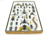 Echte exotische Insekten - Einzelstück - im 3D XL-Schaukasten - Wandbild 6-A-XL-24 – Bild 10