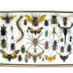 Echte exotische Insekten - Einzelstück - im 3D XL-Schaukasten - Wandbild 6-A-XL-25