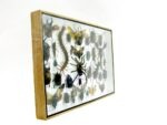 Echte exotische Insekten - Einzelstück - im 3D XL-Schaukasten - Wandbild 6-A-XL-25 – Bild 4