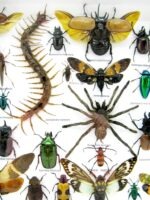 Echte exotische Insekten - Einzelstück - im 3D XL-Schaukasten - Wandbild 6-A-XL-25 – Bild 5