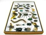 Echte exotische Insekten - Einzelstück - im 3D XL-Schaukasten - Wandbild 6-A-XL-25 – Bild 9