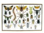 Echte exotische Insekten - Einzelstück - im 3D XL-Schaukasten - Wandbild 7-A-XL-26 – Bild 2