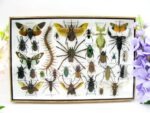 Echte exotische Insekten - Einzelstück - im 3D XL-Schaukasten - Wandbild 7-A-XL-26