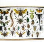 Echte exotische Insekten - Einzelstück - im 3D XL-Schaukasten - Wandbild 7-A-XL-26