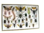 Echte exotische Insekten - Einzelstück - im 3D XL-Schaukasten - Wandbild 7-A-XL-26 – Bild 3