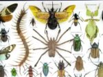 Echte exotische Insekten - Einzelstück - im 3D XL-Schaukasten - Wandbild 7-A-XL-26 – Bild 5