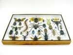 Echte exotische Insekten - Einzelstück - im 3D XL-Schaukasten - Wandbild 7-A-XL-26 – Bild 6