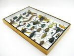 Echte exotische Insekten - Einzelstück - im 3D XL-Schaukasten - Wandbild 7-A-XL-26 – Bild 7