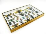 Echte exotische Insekten - Einzelstück - im 3D XL-Schaukasten - Wandbild 7-A-XL-26 – Bild 8
