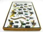 Echte exotische Insekten - Einzelstück - im 3D XL-Schaukasten - Wandbild 7-A-XL-26 – Bild 9
