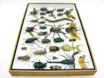 Echte exotische Insekten - Einzelstück - im 3D XL-Schaukasten - Wandbild 7-A-XL-26 – Bild 10