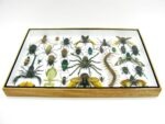 Echte exotische Insekten - Einzelstück - im 3D XL-Schaukasten - Wandbild 7-A-XL-26 – Bild 11