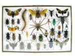 Echte exotische Insekten - Einzelstück - im 3D XL-Schaukasten - Wandbild 7-A-XL-27 – Bild 2