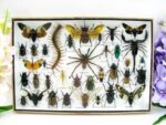 Echte exotische Insekten - Einzelstück - im 3D XL-Schaukasten - Wandbild 7-A-XL-27