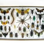 Echte exotische Insekten - Einzelstück - im 3D XL-Schaukasten - Wandbild 7-A-XL-27