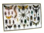 Echte exotische Insekten - Einzelstück - im 3D XL-Schaukasten - Wandbild 7-A-XL-27 – Bild 3