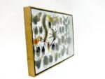 Echte exotische Insekten - Einzelstück - im 3D XL-Schaukasten - Wandbild 7-A-XL-27 – Bild 4