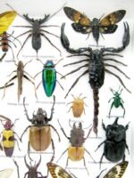 Echte exotische Insekten - Einzelstück - im 3D XL-Schaukasten - Wandbild 7-A-XL-27 – Bild 5