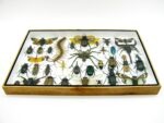 Echte exotische Insekten - Einzelstück - im 3D XL-Schaukasten - Wandbild 7-A-XL-27 – Bild 6