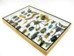 Echte exotische Insekten - Einzelstück - im 3D XL-Schaukasten - Wandbild 7-A-XL-27 – Bild 7