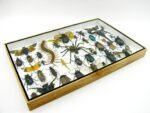 Echte exotische Insekten - Einzelstück - im 3D XL-Schaukasten - Wandbild 7-A-XL-27 – Bild 8