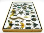 Echte exotische Insekten - Einzelstück - im 3D XL-Schaukasten - Wandbild 7-A-XL-27 – Bild 9